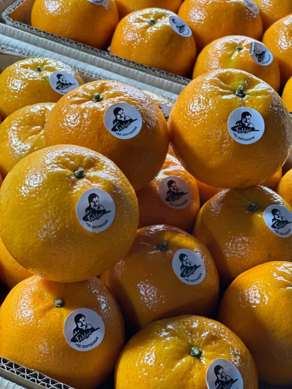 Export quality Oranges- Kinnow