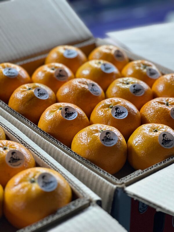 Export quality Oranges- Kinnow - Image 2