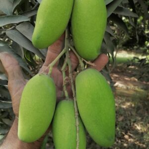 Premium Dussehri Mango – 5kg Box (Export Quality)