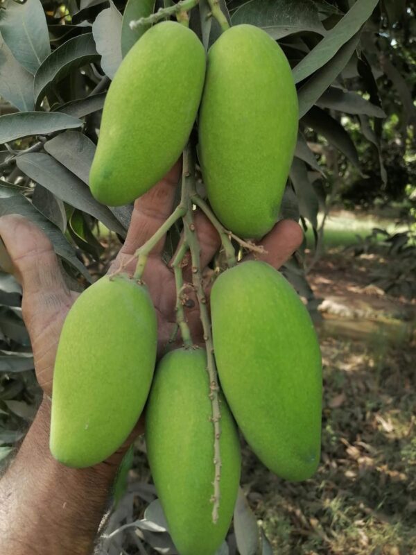 Premium Dussehri Mango – 5kg Box (Export Quality)