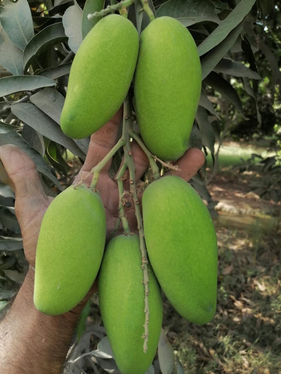 Premium Dussehri Mango – 5kg Box (Export Quality)