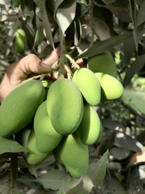 Premium Dussehri Mango – 5kg Box (Export Quality) - Image 2