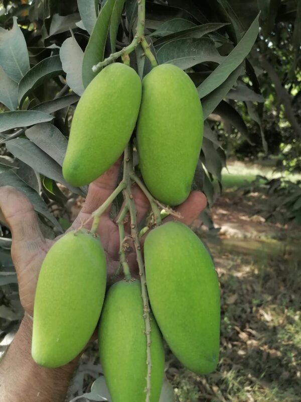 Premium Dussehri Mango – 5kg Box (Export Quality) - Image 4